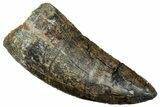 Serrated, Carcharodontosaurus Tooth - Huge Dinosaur Tooth #270449-1